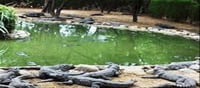 150 crocodiles escape in Sathanur dam..!?